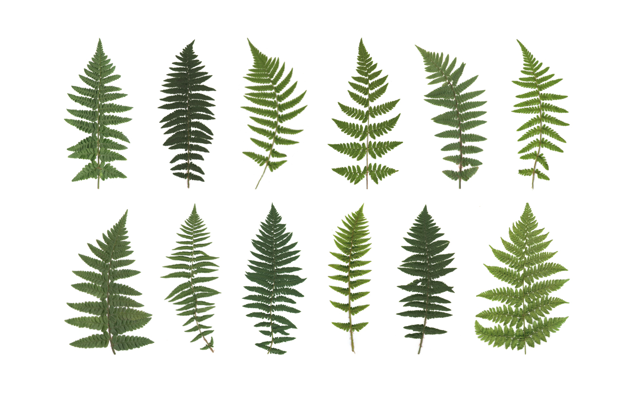 Herbarium Farnblätter