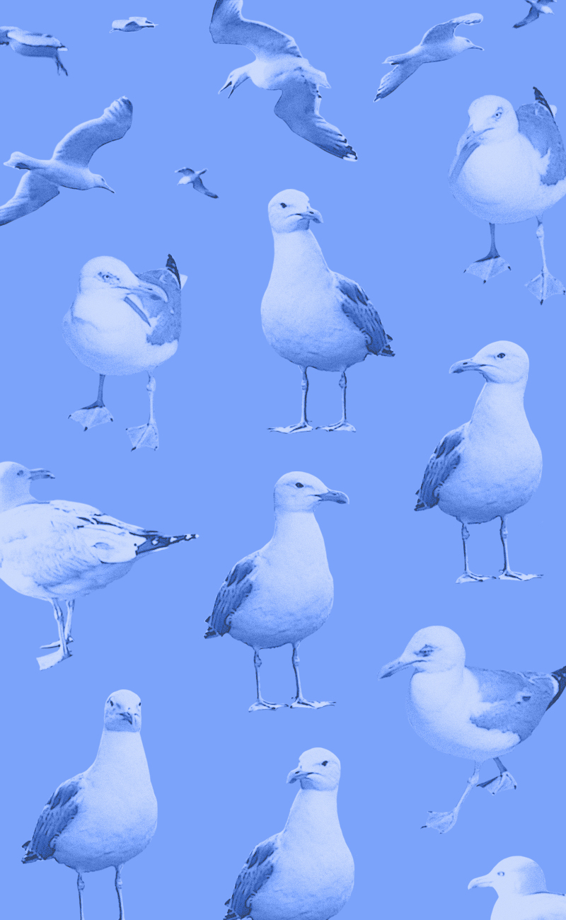 Collage von einer Möwe