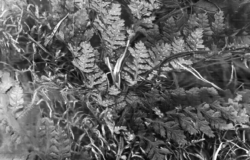 Scan von Farn auf Waldboden